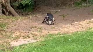 Mating Jackass penguins