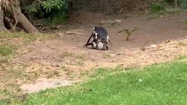 Mating Jackass penguins