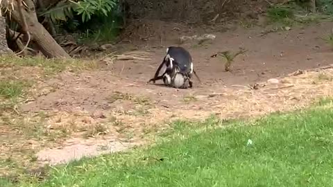 Mating Jackass penguins