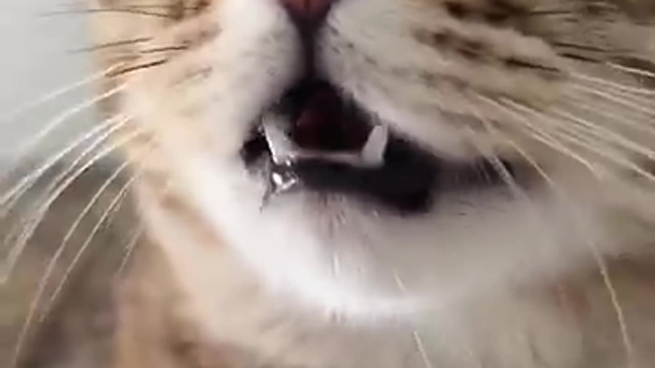 kitten meowing to attract cats