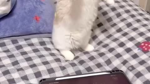 Kitten playing on the tablet