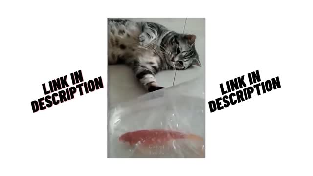 small funny cute cats