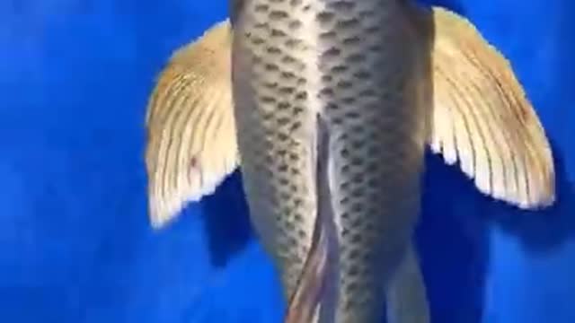 Beautiful fresh fish🤭❤❤