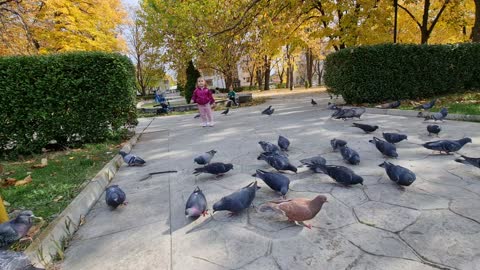 A sweet little boy rides a bike in the park and chases the pigeons.