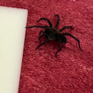 Wolf Spider Poisoned 2