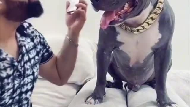 Brody Darubaz ne Sari Baat Kharab Kardi 😂 Funny Pitbull Dog