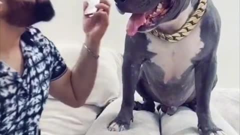 Brody Darubaz ne Sari Baat Kharab Kardi 😂 Funny Pitbull Dog