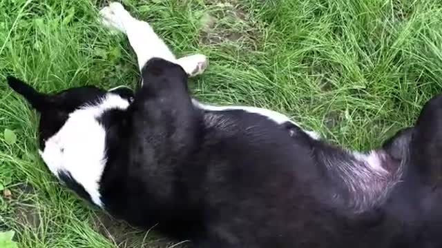 Adorable and funny dog playing