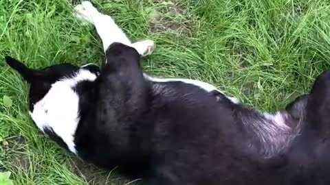 Adorable and funny dog playing