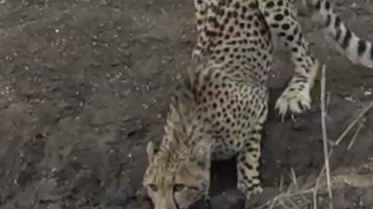 Cheetah Falls into deadly jaws