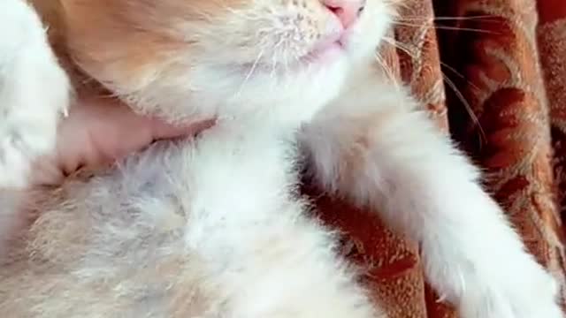 Baby Cats - Cute and Funny Baby Cat Videos Compilation