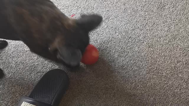 French Bulldog Plays With Apple Instead Of Eating It