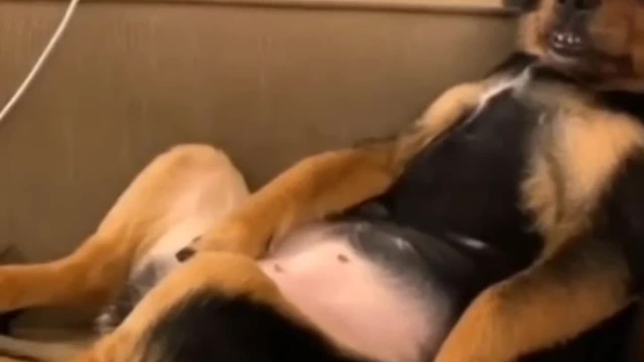 Funny dogs