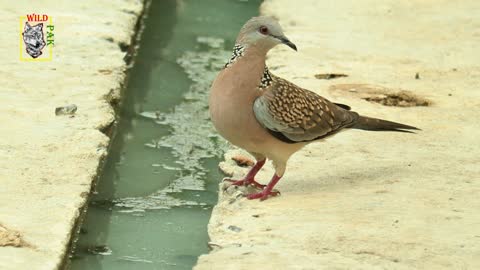 Spotted Dove