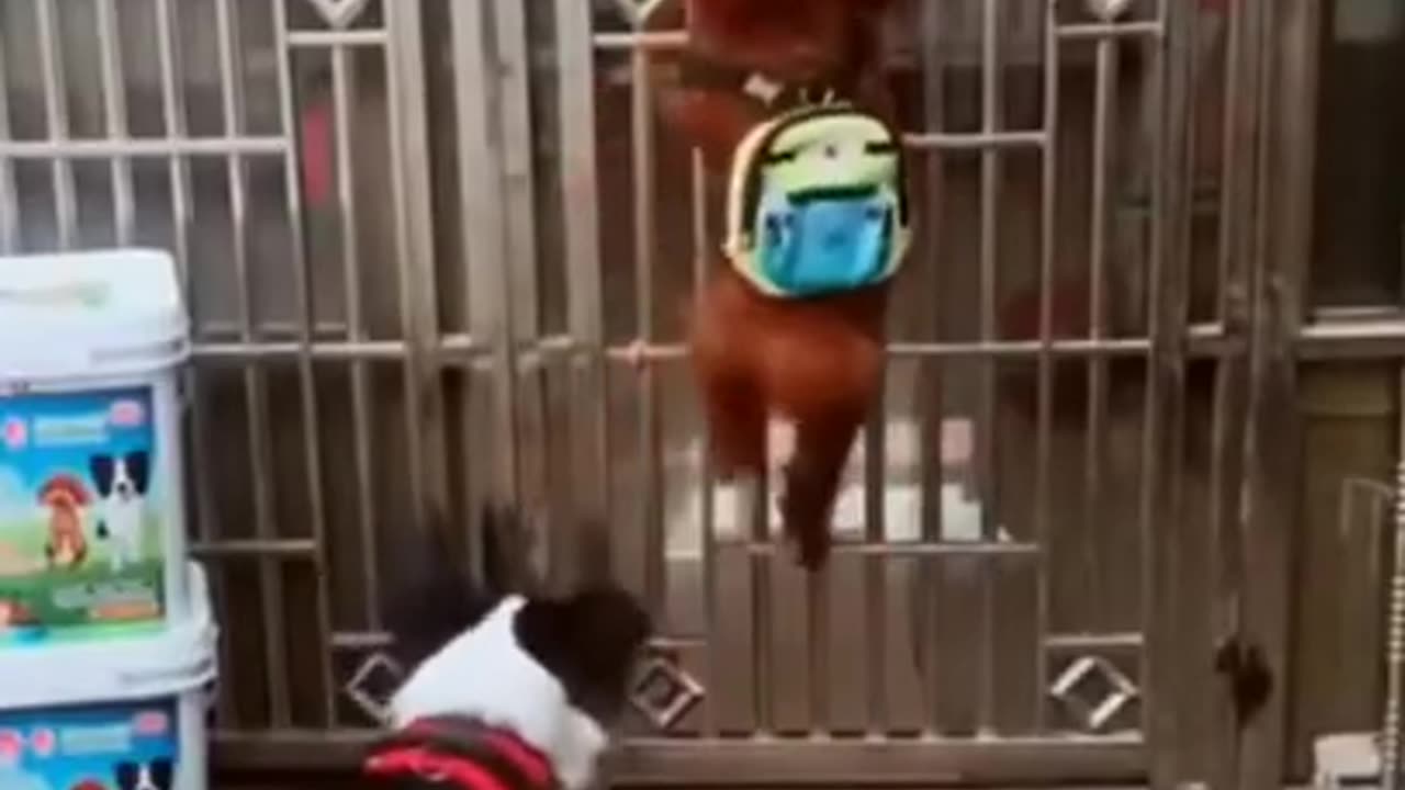 funny dog