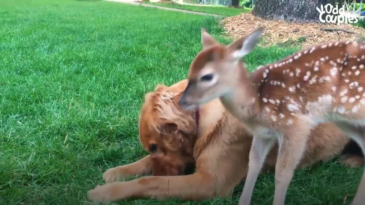 Deer Brings Her Babies To Meet Her Dog Best Friend Every Spring! | The Dodo Odd Couples