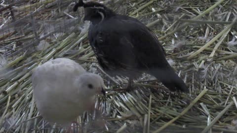 Snowflake quails (2)