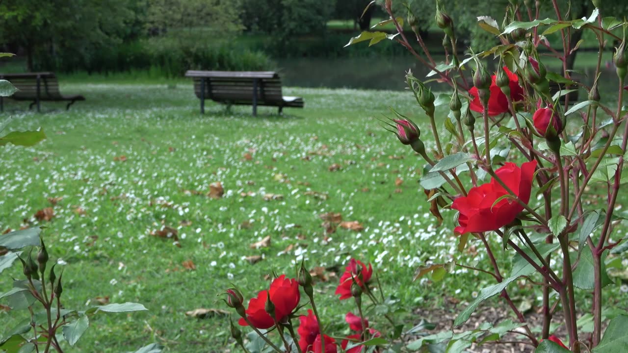 Lovely Red Roses