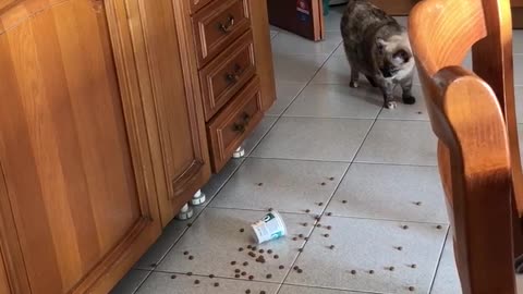 Cat knocks cup of food off of counter