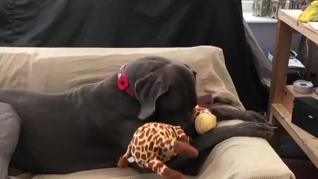 Blue Great Dane Dog Funny Videos 150 - The Great Dane Puppies Video - Great Dane Compilation