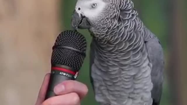 Talking a sweet parrot 🐦 AWESOME video