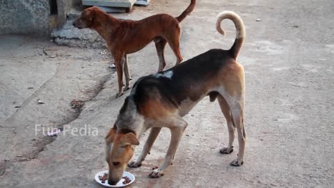 Dog biscuits