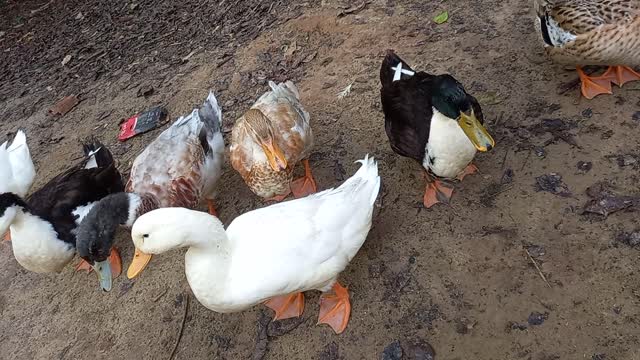 Patos salvajes comiendo en una granja