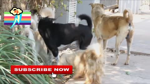 What the dog!! Group Dog Fighting On The Street