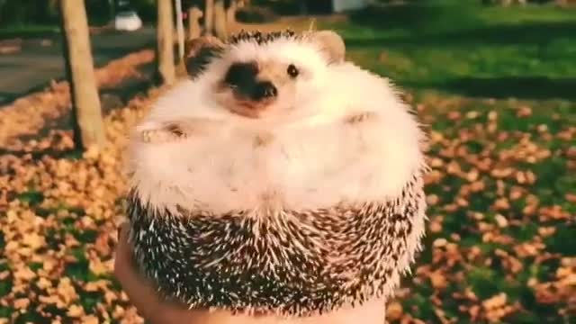 Hedgehog is a ball