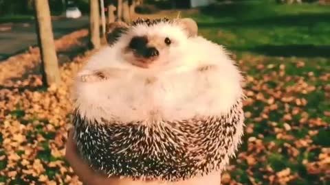 Hedgehog is a ball