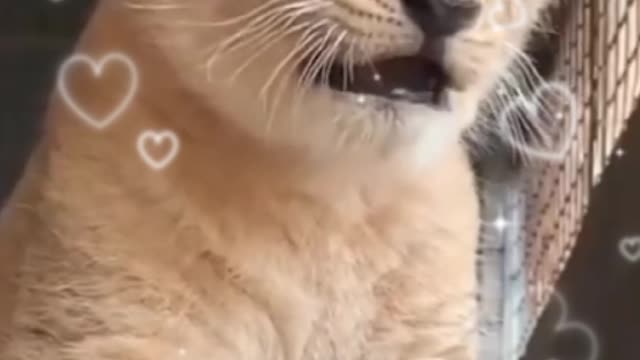 Cute baby lion and his family,