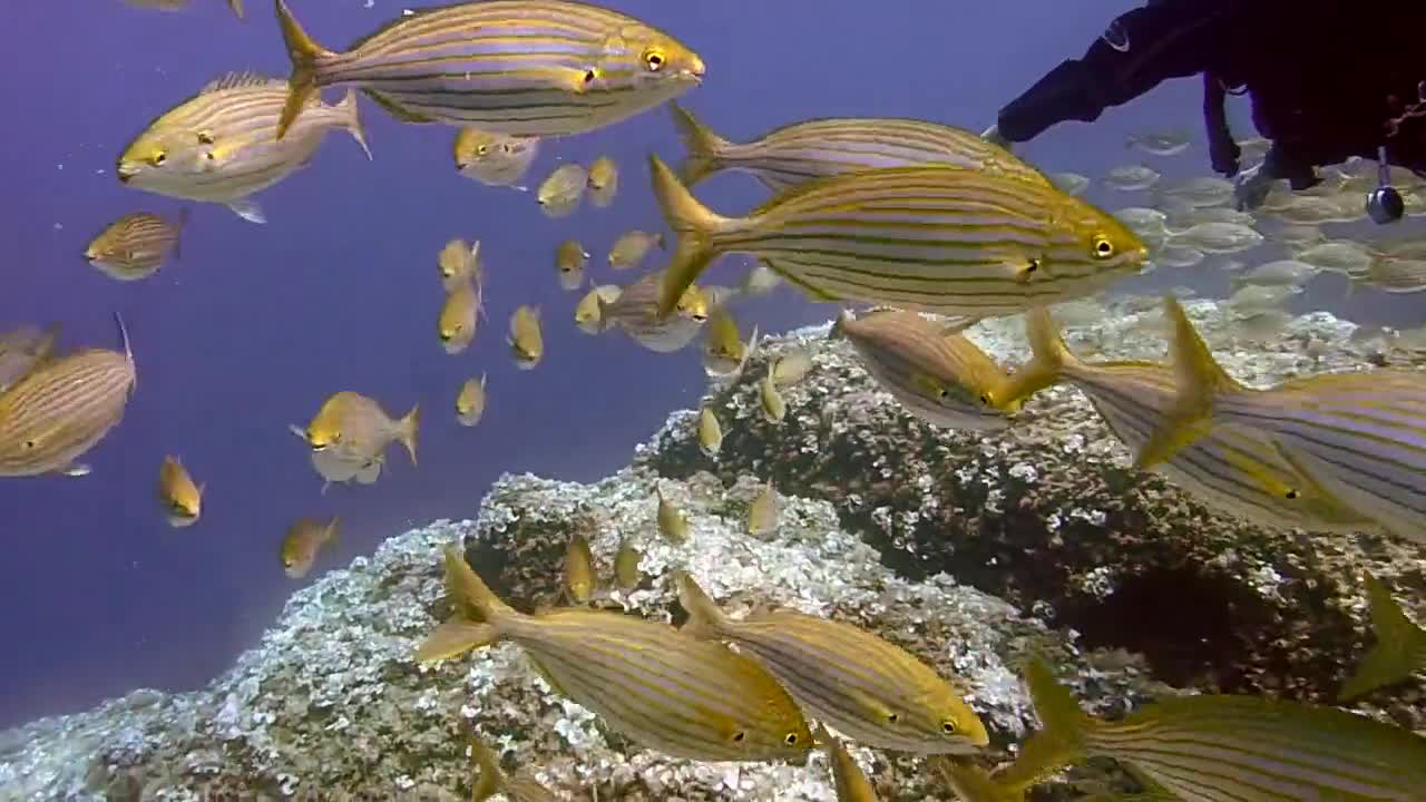 diver exploring coral reef beautiful fishes