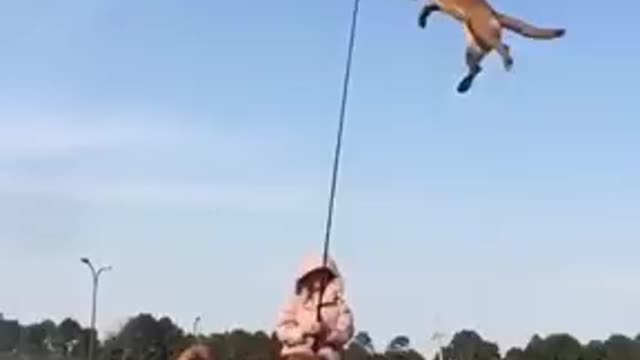 The dog jumps high