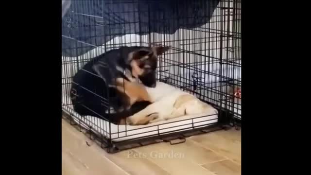 Cute Funny animals fun play