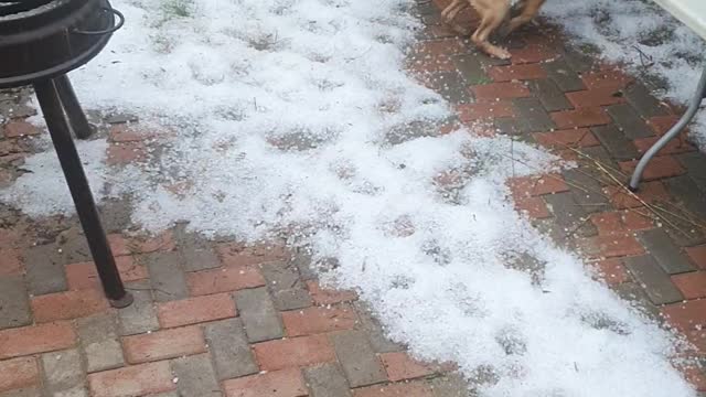 Funny Labrador dog playing with water