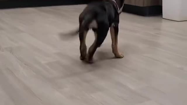 Funny Dogs and Cats | Funny Videos with Animals