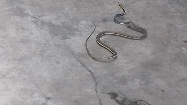 Cat and Small Snake Duel