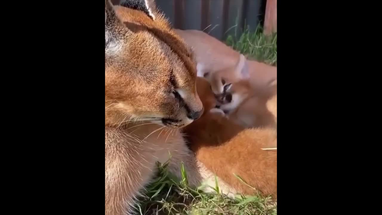 Funny Animals compilation .Cute moments