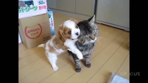 Funny Cats and Dogs Compilation