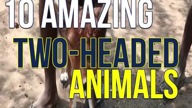 10 Amazing Two-Headed Animals