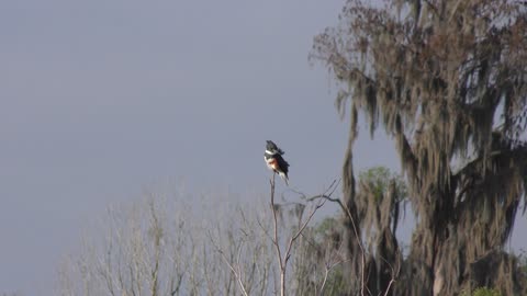 Belted Kingfisher perching in the wind