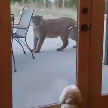 Dash is like: “I choose violence.”