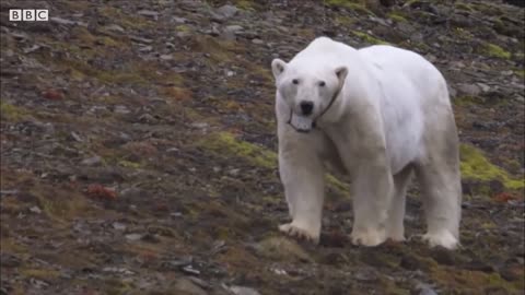 Best Polar Bear Moments | Part 2 | BBC Earth