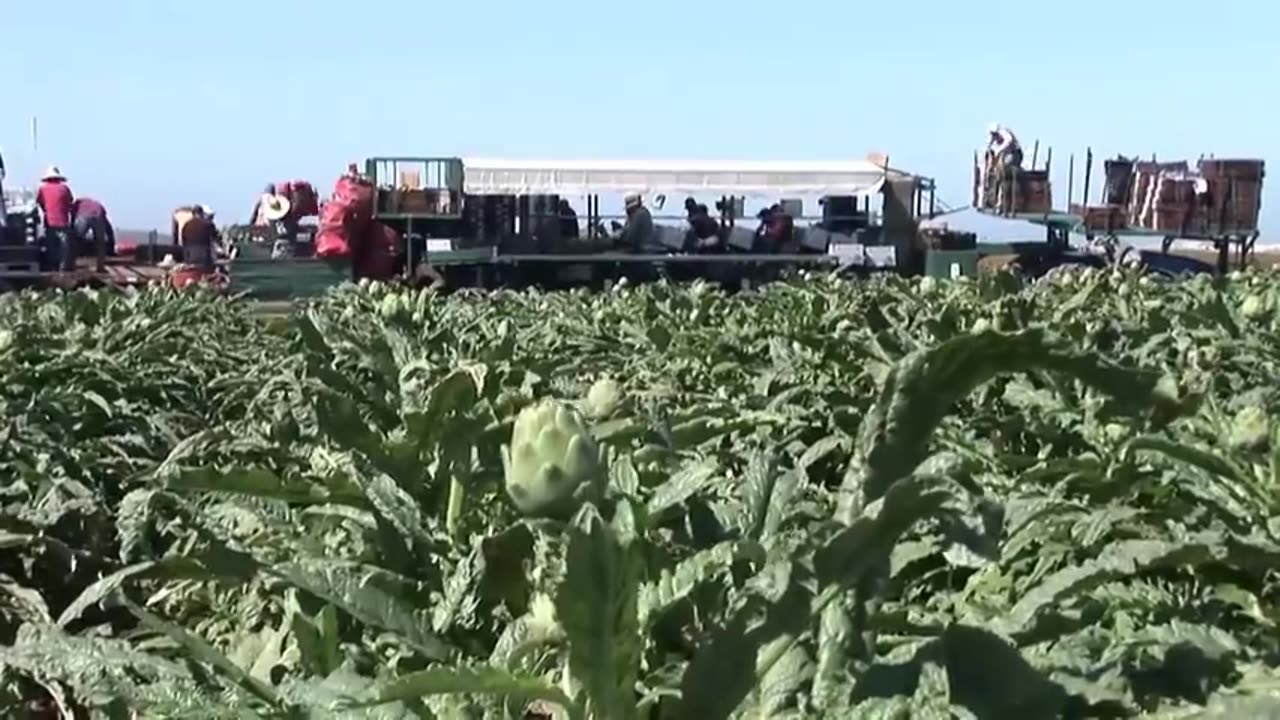 Amazing Agriculture Technology Artichoke Cultivation - Artichokes Harvest & Processing in Factory