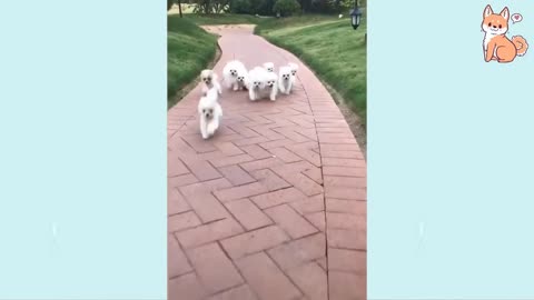 Funny dog video