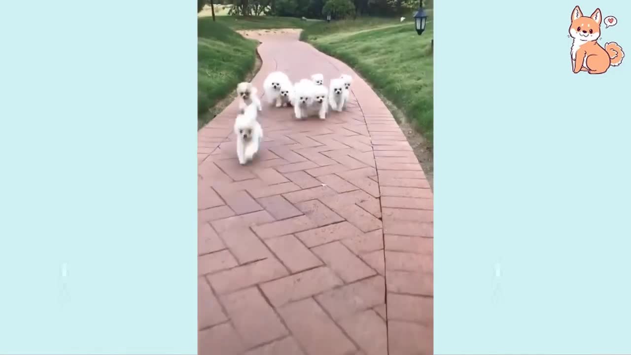 Funny dog video