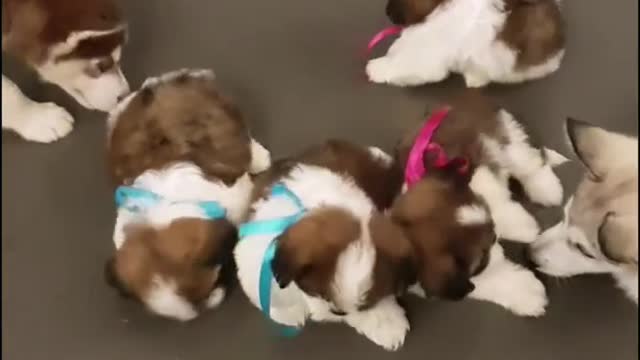 Ceylon husky family lovely moment part 2 ❤️😍😍😍❤️😍