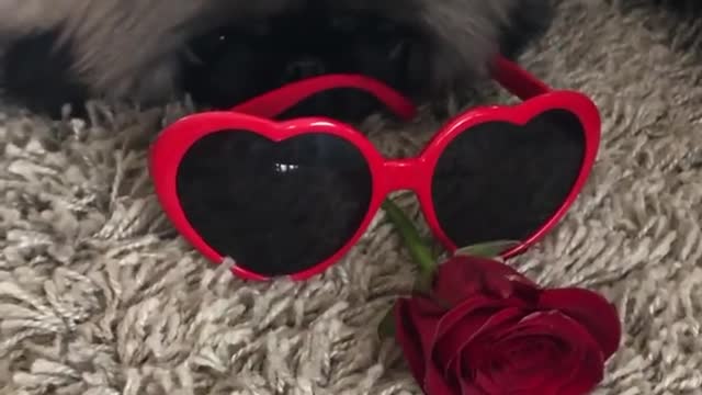 🔥Funniest Dogs will make you laugh all day long | Instagram Reels and Tiktok Videos | Desi animals 🔥