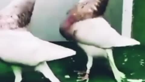 The dove Tarqus with her lover