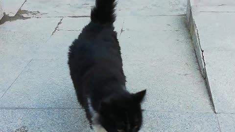 crasy cat in the street